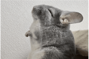 アゴをあげ、背筋を伸ばしてぐっすりかわいすぎるチンチラの寝姿に反響「ゆっくりお休み」「なんてかわいらしい」