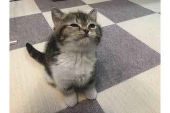 「爪切るよっ」て言われた時の猫のしかめっ面が話題 本当に嫌そう……