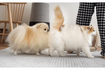 ネコにくっついて歩くポメラニアン。子犬のころからの変わらぬ行動が話題に「そっくりに育ちましたね〜」「めちゃ大きくなったんだね！」