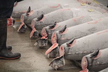 転職で年収が400万円に半減したけどむしろ最高です！圧の強い職場かノンストレスの環境か…私の転職体験談