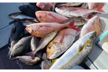 【沖釣り釣果速報】玄達瀬の完全フカセ釣りでヒラマサ90cm頭に多彩な魚種を好捕！（北陸）