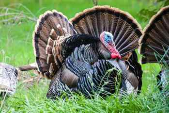 ペルーで七面鳥の群れにエンカウント…興味本位で写真を撮るもあわや大惨事寸前に