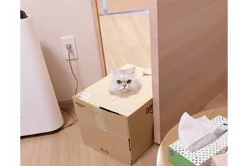 箱に入ったまま歩けた（ドヤ） 箱好きすぎて「箱入り娘」になった猫