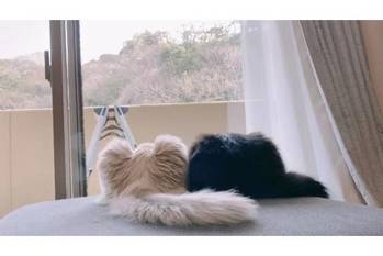 仲良し伝わる猫尻ふたつ くっつく姿はお山かな？