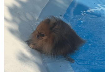 ポメラニアンに「滑って落ちちゃう子が多いので気を付けてね」と言った5分後の出来事に反響「やっちまったお顔してますね」「虚無感」