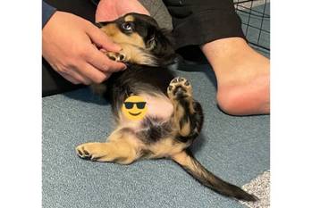 「犬を飼うのが夢」 初愛犬＆初へそ天に大盛り上がりの飼い主夫婦