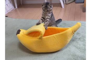 バナナの皮をむく猫？癒やされる人が続出