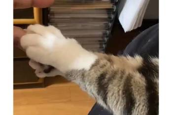 ファンサが手厚い猫の握手会 しっかりにぎるニャン