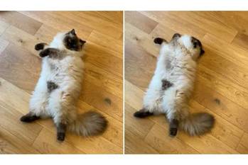 ちょっとだけよ 仰向けになった猫の姿がセクシー