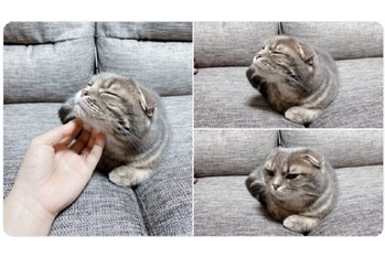 「なでなで気持ちいい～……あれ？」な猫が可愛すぎる