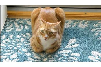 パンのように見えてしまう猫達