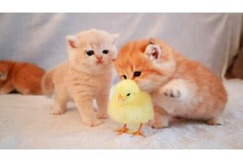 ヒヨコと仲良くする子猫達