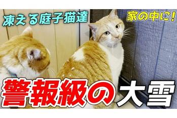 庭猫たちを大雪から避難させてストーブの部屋で温まってもらいました