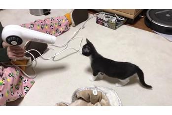 ドライヤーと戦う子猫