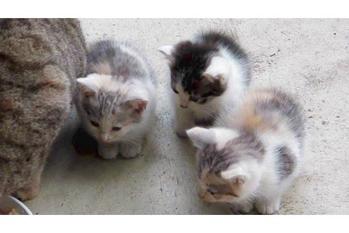 母猫にピッタリくっつく子猫達