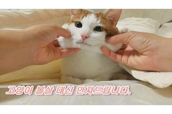 フェイスマッサージを受ける猫ちゃんの動画