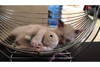 ヌイグルミを抱きながらハンモックの上で昼寝する白猫の動画