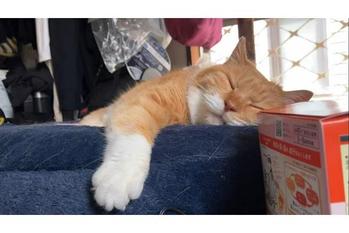 寝ているだけでカワイイにゃんこ