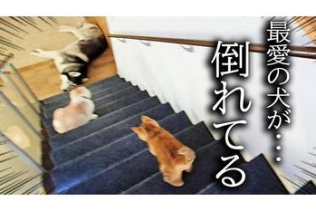 大好きなはっちゃんが倒れてる！子猫のちゃあ坊が心配してそばから離れません