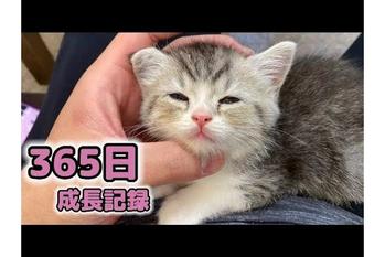 愛猫が1歳になった！
