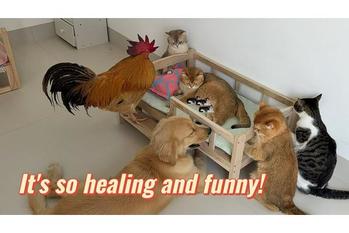 ワンチャンやニワトリが出産直前の猫ちゃんを見守る動画