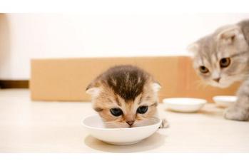 子猫達に離乳食を食べさせてみた