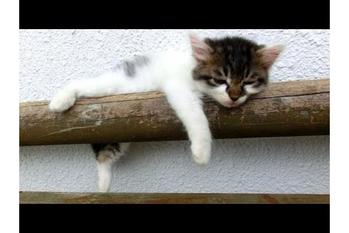 ベンチの上で心地良さそうに昼寝する二匹の猫ちゃんの動画