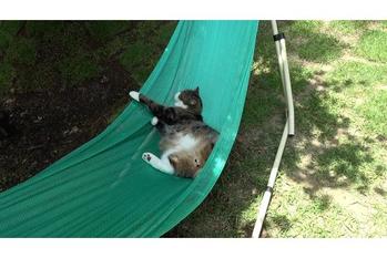 庭のハンモックでスーパーリラックスする猫のまるちゃん