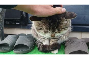 玄関先で主さんの帰りを待ってくれた猫さん