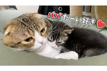 父猫と息子猫の関係が微笑ましすぎる件