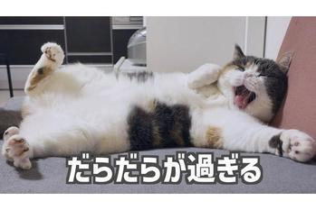 可愛くポーズをとりながら寝落ちしそうになる三毛猫の動画