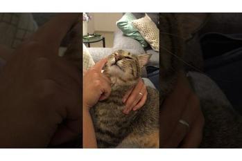 飼い猫さんのグルーミングのお手伝い