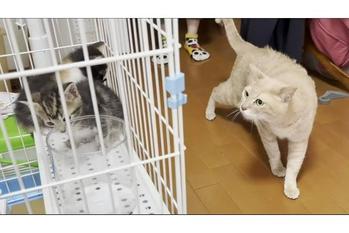 保護猫と先住猫の初対面