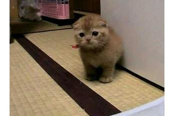 ヨチヨチ歩きで散歩を楽しむ子猫の動画