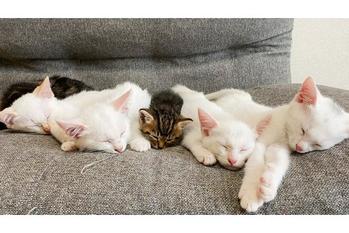 母猫を亡くした新入り子猫を先住猫達と引き合わせてみた