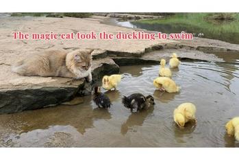 アヒルの子達を川辺まで水浴びに連れていく子猫