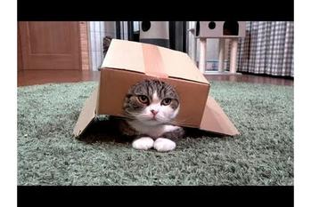 さすがマイスター！箱を見事に着こなすまるちゃん