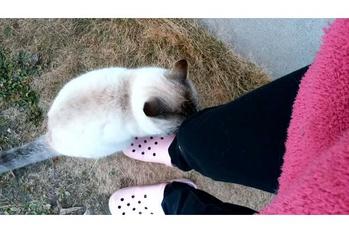 近所の飼い猫さんがめちゃくちゃスリスリしてくれた