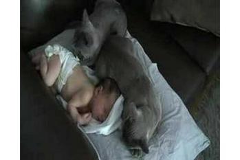 昼寝している赤ちゃんに添い寝するバーミーズのニャンコたち