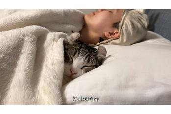 飼い主さんと一緒にお昼寝する猫ちゃんが可愛すぎる動画