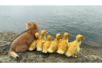 アヒルの子たちを河岸まで散歩に連れていく子猫