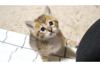 お腹いっぱいになった子猫