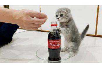 メントスコーラを初めて見た子猫のリアクションが可愛すぎる動画