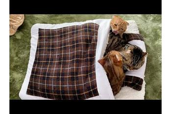 小さな布団のなかに猫たちがギュウギュウに入って昼寝します