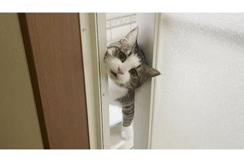 甘えん坊な猫のおでこにお父さんもデレデレです