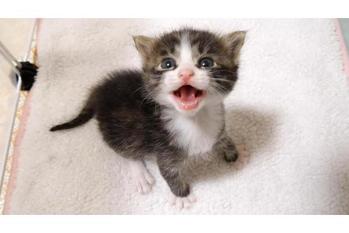 子猫のミルクちょうだいの大合唱