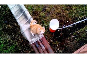 バケツに入って帰宅する猫ちゃんが可愛い動画