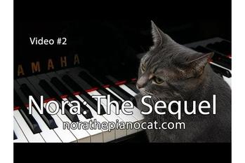 猫のノラは最高のピアニストです
