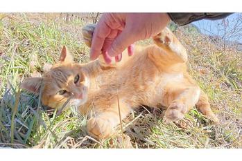 甘え上手な茶トラ猫くんと公園でイチャイチャ