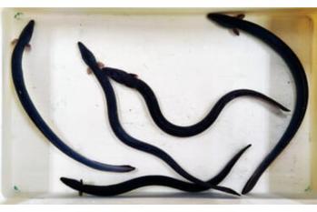 木曽川のウナギ釣りで58cm頭に4匹を手中【愛知】冷凍アケミ貝が威力を発揮